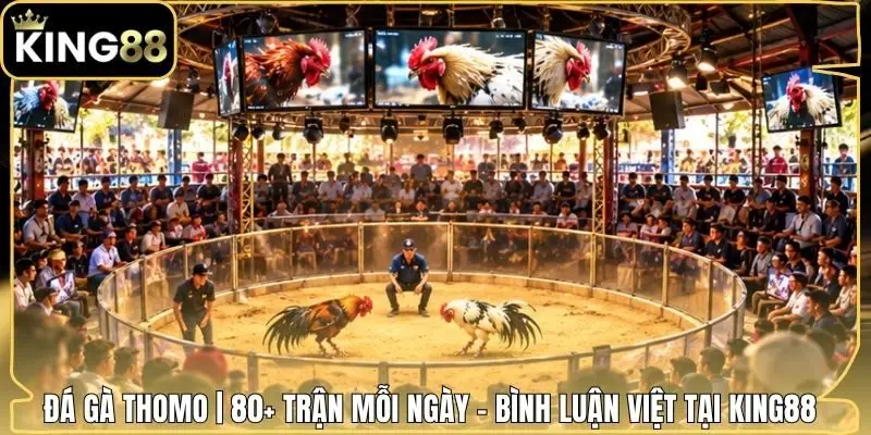 Đá Gà Thomo | 80+ Trận Mỗi Ngày - Bình Luận Việt Tại King88